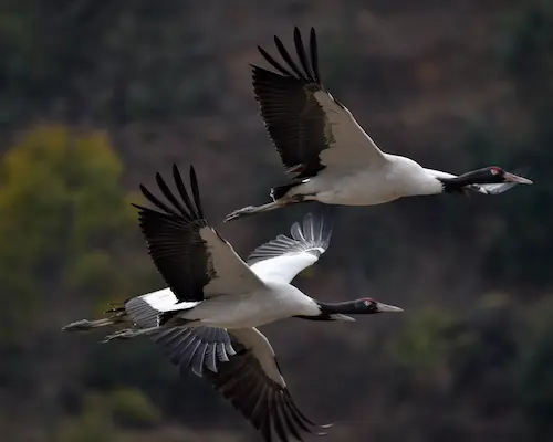Bhutan Birdwatching